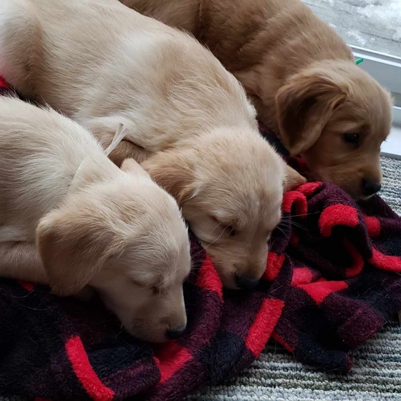 Meet your Posher, Sam! - Picture 2 of 3